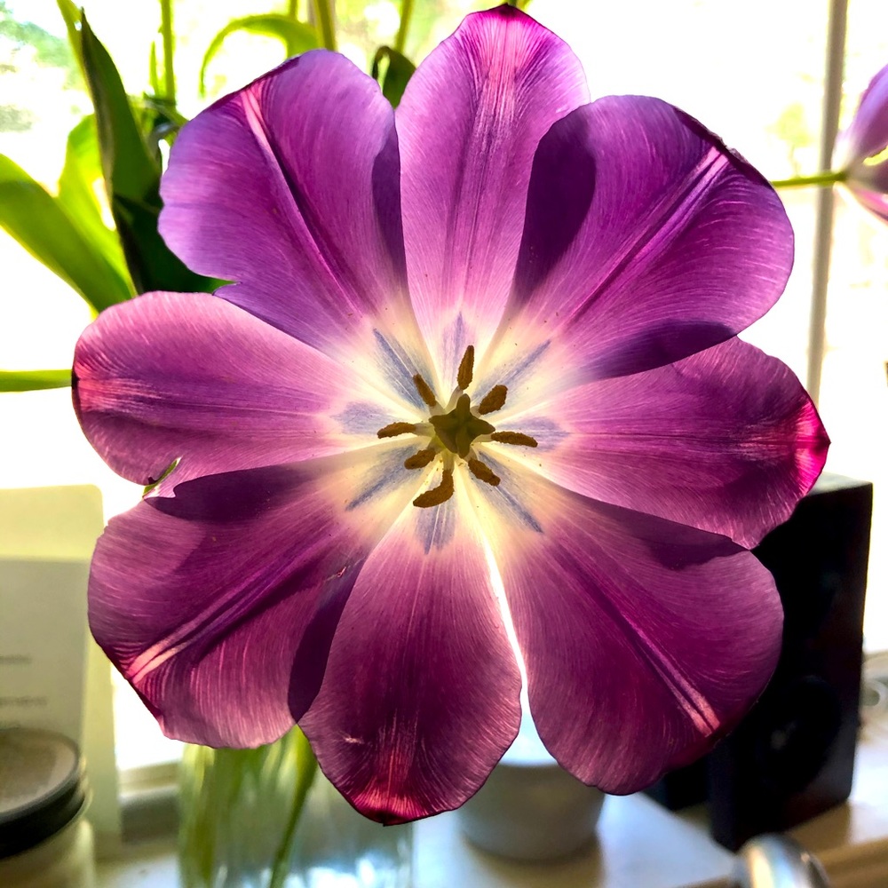 Meet your Posher, Victoria